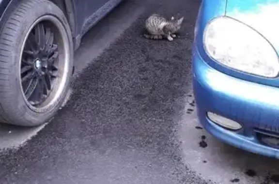 Кошка найдена, ул. Судакова, Москва