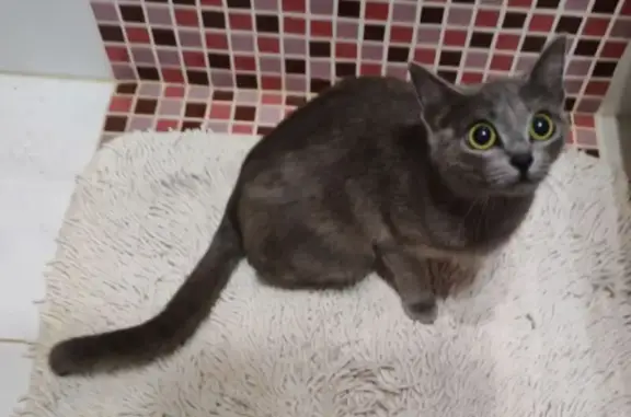 Найдена кошка, Екатеринбург, фото: Серая кошка найдена на Краснолесья, 14/1