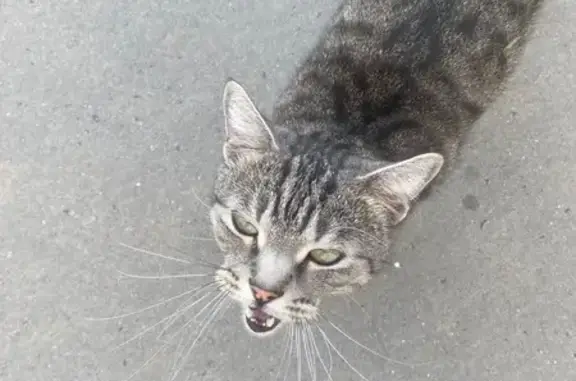 Кошка найдена: Йывана Кырли, 17Б