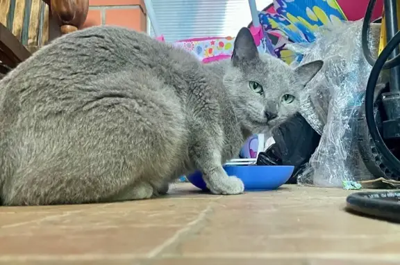 Найдена кошка, Московская область, фото: Кот найден: Одинцово, МО
