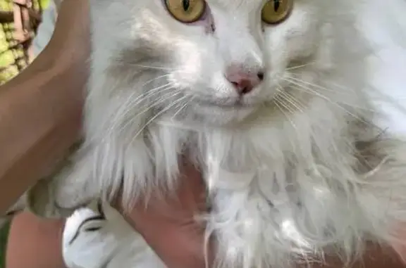 Найдена кошка, Иркутск, фото: Кошка найдена, Депутатская ул., Иркутск