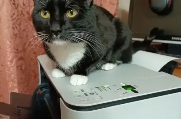 Кошки потеряшки, Архангельск, фото: Потеряшка кошка, Выучейского 72, Архангельск