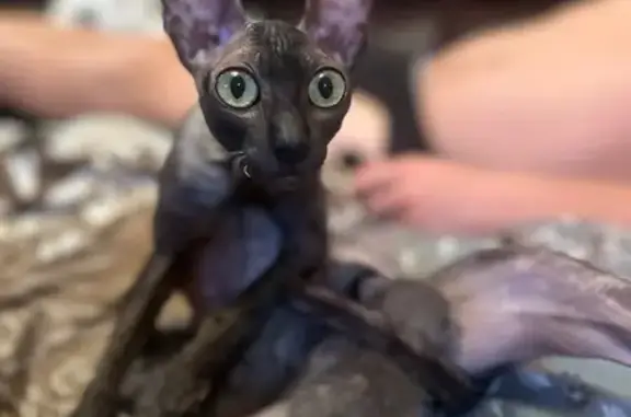 Кошки потеряшки, Сириус, фото: Потеряшка черная кошка, ул. Крамского, 3