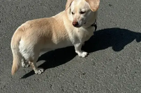 Собака найдена: ул. Рябинина, 49А, Екатеринбург