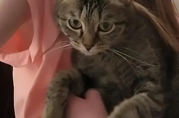 Кошки потеряшки, Екатеринбург, фото: Потеряшка кошка, Парковый пер., 12, Екб