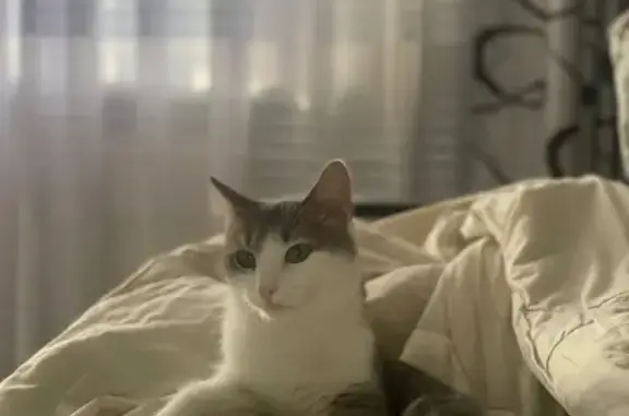 Кошки потеряшки, Зилим-Карановский сельсовет, фото: Потеряшка кошка, Зилим-Карановский, Башкортостан