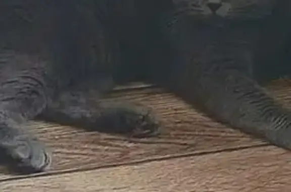 Кошки потеряшки, Чайковский, фото: Потеряшка кошка, пр. Победы 10, Чайковский