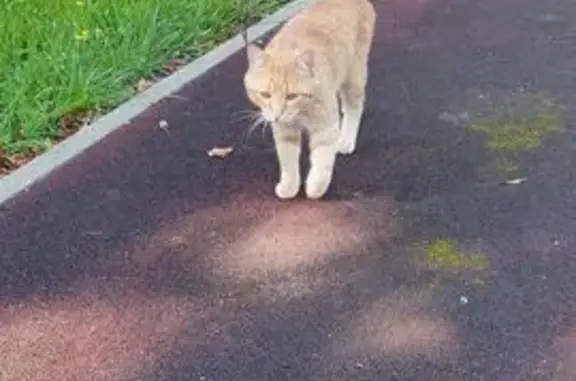 Котик найден: ул. Чмутова, 1В, Тула