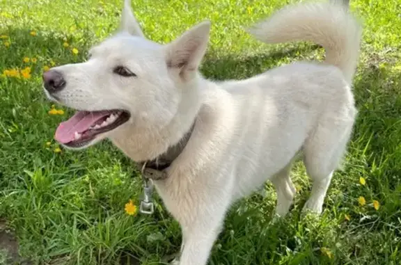 Найдена собака, Ижевск, фото: Собака найдена: Пушкинская ул. 289, Ижевск