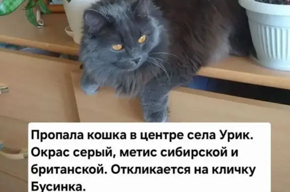 Кошки потеряшки, Урик (иркутский), фото: Потеряшка серая кошка, ул. Ленина, Урик
