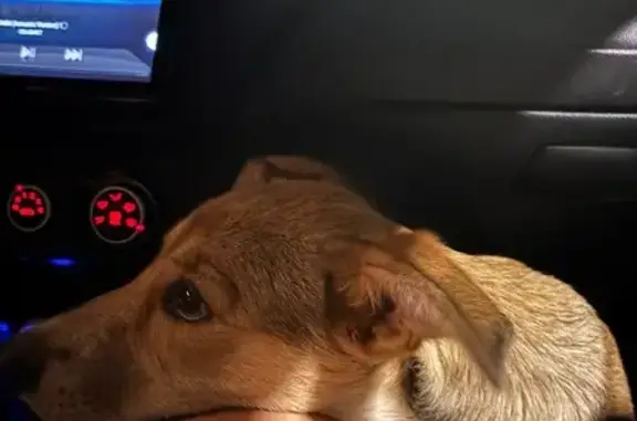 Собака найдена: Анкудиновское ш., 9, НН