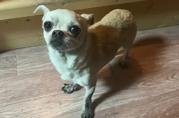 Найдена собака, Самарская область, фото: Собака найдена в Новосемейкино, Самарская обл.