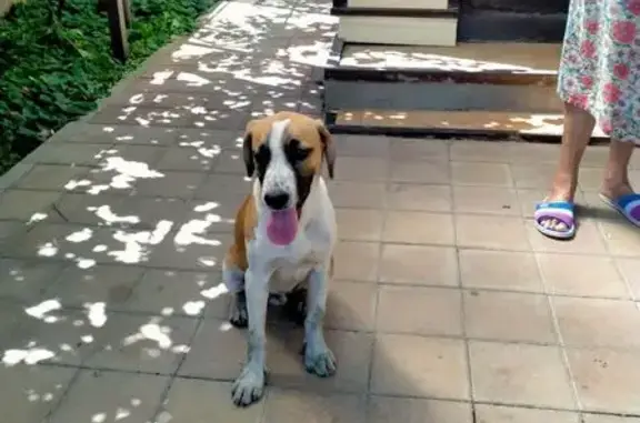 Найдена собака, Афипский, фото: Собака найдена: ул. Пушкина, 88, Афипский