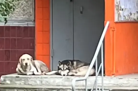 Найдены собаки, ул. Братьев Кашириных, 80