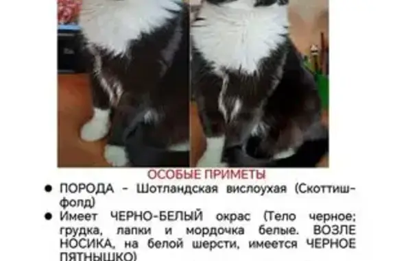 Пропала кошка, пр. Ленина, Разумное