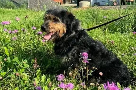 Такса найдена, Городская пл., Петушки