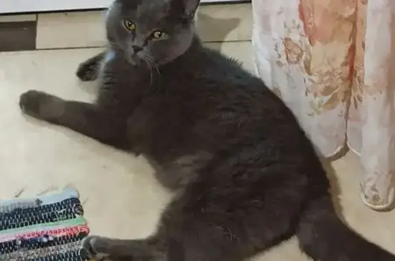 Объявления о пропавших и найденных животных, Лабинск, фото: Пропала кошка, Кордонная 28, Лабинск