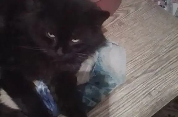 Пропала черная кошка, Советская ул., Рамонь