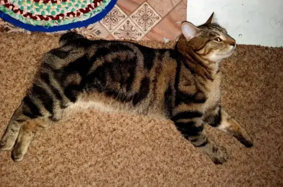 Пропала кошка, Центральная ул., Атамановское