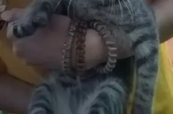 Кошка найдена на ул. Энергетиков, 14