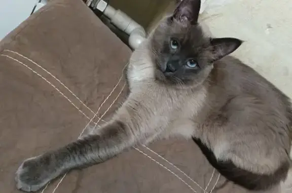 Пропала кошка на Ленина 142, Макеевка