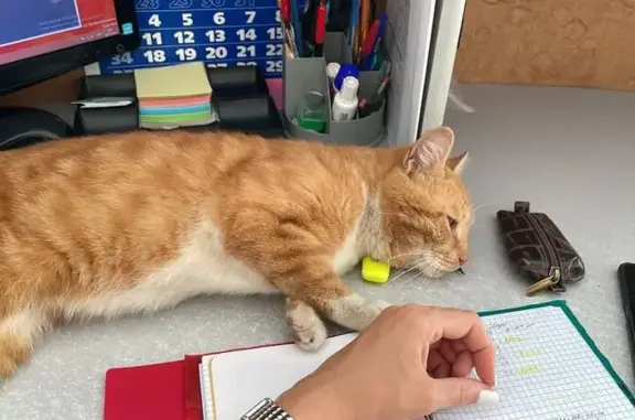 Кошка найдена: ул. Правды 16, Владимирский округ