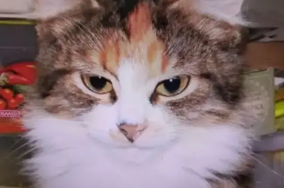 Кошки потеряшки, Боровичи, фото: Потеряшка кошка, Пушкинская 1А, Боровичи