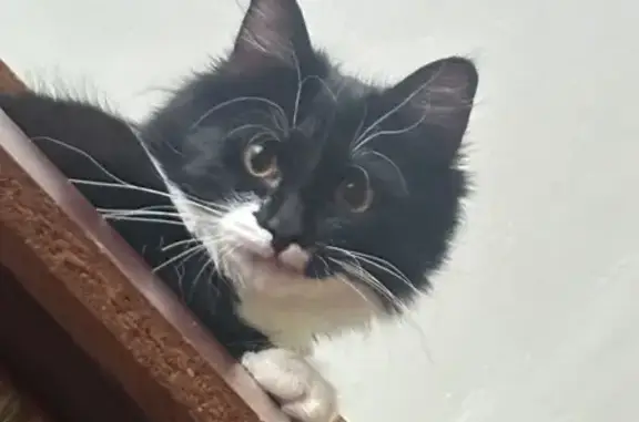 Пропала кошка, Красноармейская 3, Подпорожье