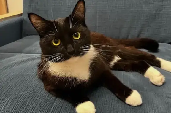 Кошки потеряшки, Петрозаводск, фото: Потеряшка кошка, пр. А. Невского, 60