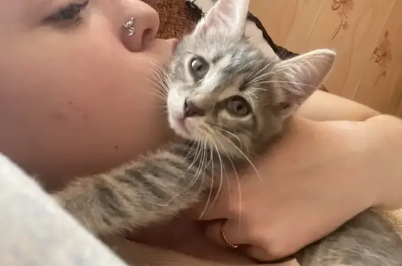 Пропала кошка, Советская ул., Верховье