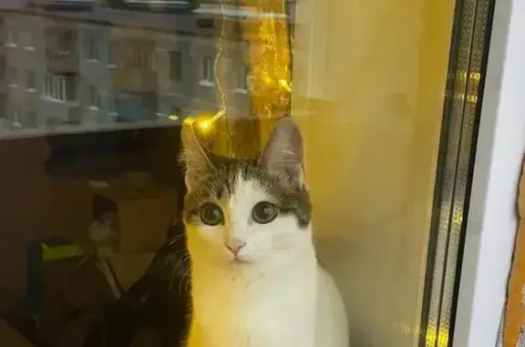 Кошки потеряшки, Верхняя Тура, фото: Потеряшка кошка, ул. Свердлова, Верхняя Тура