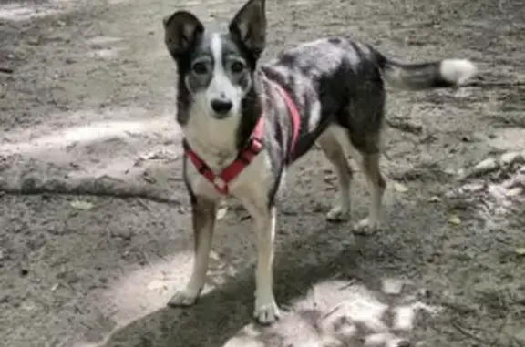 Собака найдена в сквере на ул. Щорса