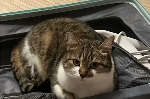 Кошки потеряшки, Курск, фото: Потеряшка кошка на Карла Маркса, 72/9