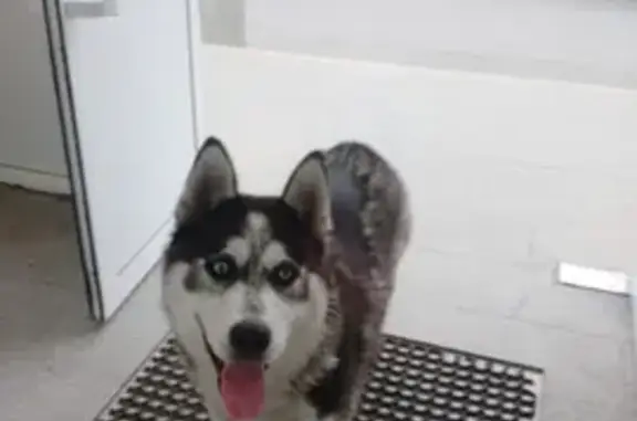 Хаски найден на Ленина, 30, Камышлов