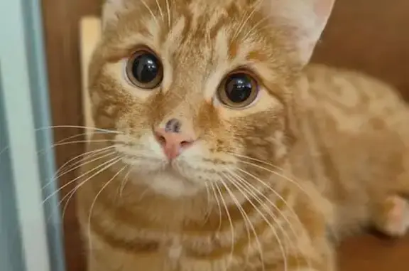 Пропала кошка Честер, Фестивальный пр., 15