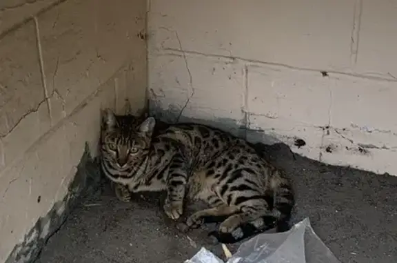 Найдена кошка, Саранск, фото: Кошка найдена на Республиканской, 20, Саранск