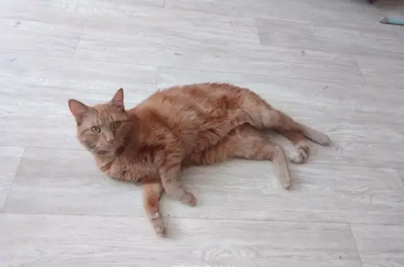 Кошки потеряшки, Петрозаводск, фото: Потеряшка кошка на Судостроительной, Петрозаводск