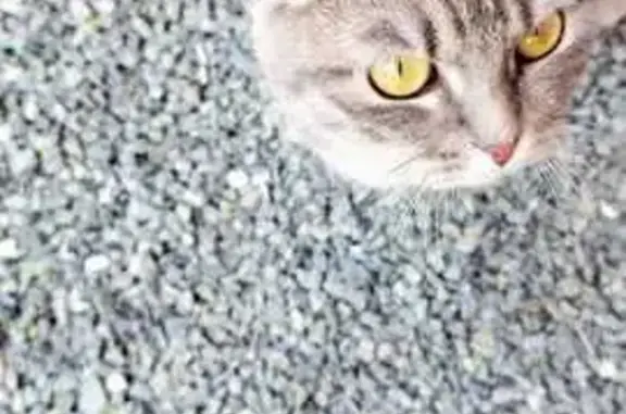 Найденные животные Нижний Тагил, фото: Кошка найдена: Б. Гальянская 132А, Н. Тагил