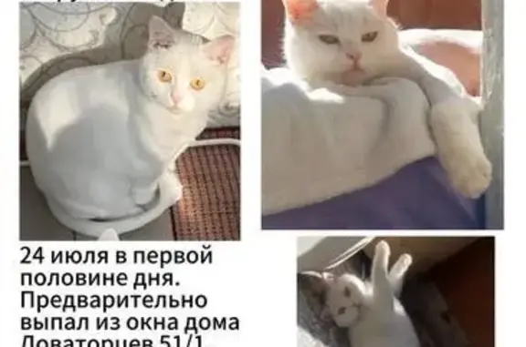 Пропала белая кошка, ул. Доваторцев, 51/1