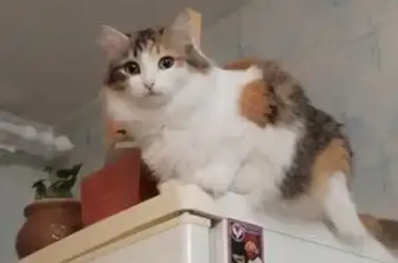 Кошки потеряшки, Пермь, фото: Потеряшка кошка Алекса, Костычева 44, Пермь