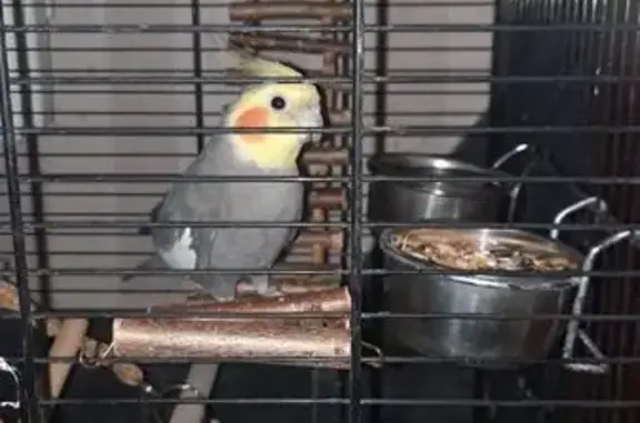 Пропал попугай, Акатово-парк, МО