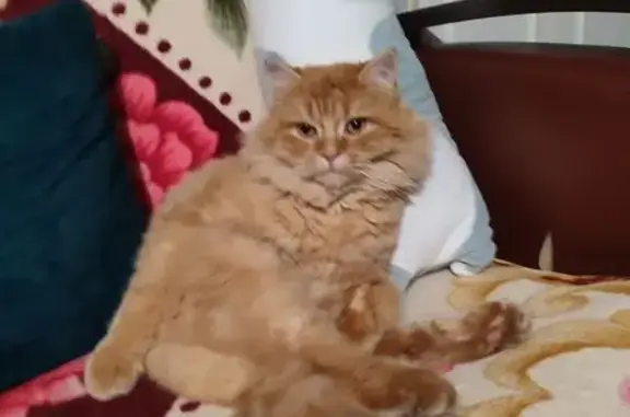 Пропала кошка, ул. Джабаева, 372, Волгоград