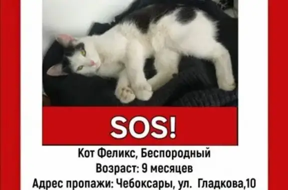 Пропала кошка, ул. Фёдора Гладкова, 10