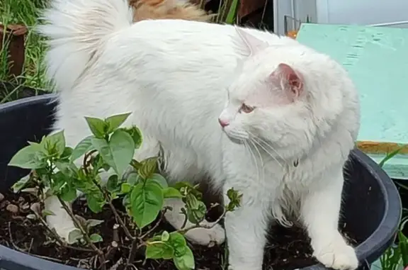 Кошки потеряшки, Нижневартовский район, фото: Потеряшка кошка на Кымыльской дороге