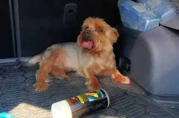 Найдена собака, Богородск, Центр. пер.