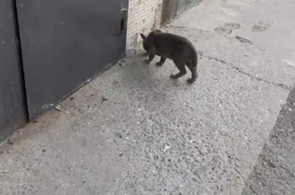 Кошка с котятами, Имама Шамиля 95Б