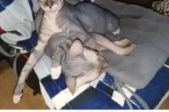 Объявления о пропавших и найденных животных, Москва, фото: Пропала кошка, 15-я Парковая, 16 к2