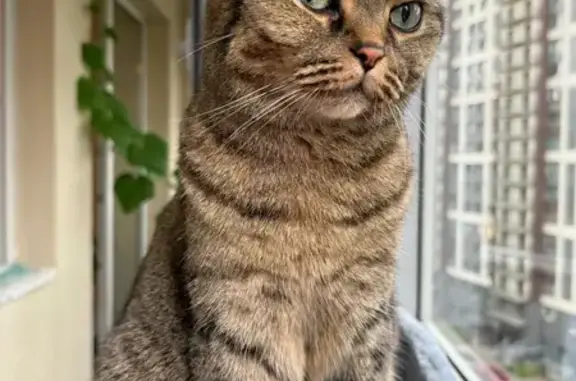 Пропала кошка на Горной, 4, Зеленогорск