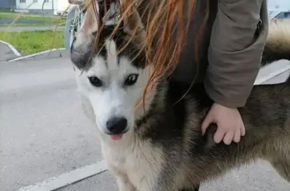 Собака найдена на ул. Гашкова, Пермь