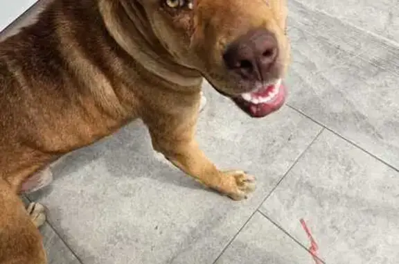 Собака найдена у магазина, Владикавказ